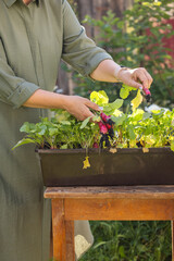 Gardener harvesting fresh radishes from a pot in the garden