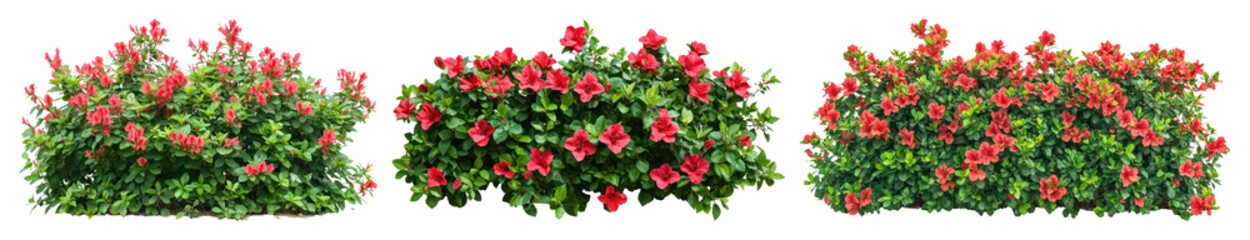 PNG Vibrant hibiscus bushes flourishing, element set on transparent background
