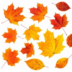 Fototapeta premium Orange Red Yellow Maple Leaves on White Background