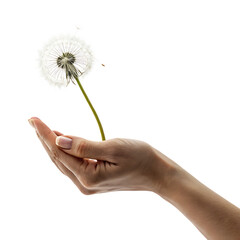 Fototapeta premium Dandelion seed head in hand isolated on a white background png ai generated