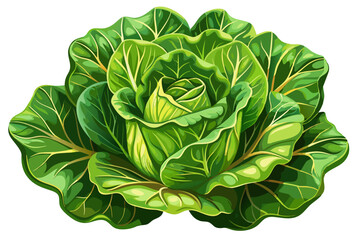 Obraz premium vector of Close-up of lettuce detailing leaves and flesh, white background.