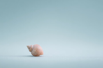 minimalist depiction of solitary shell on clean background emphasizing soft pastel color of shell