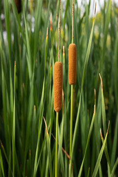 Typha angustifolia, mature fruiting stems, Portugal