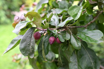 Red unripe apples on the branche