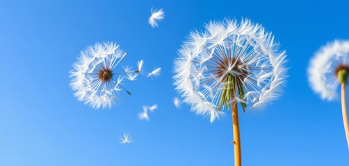 Obraz premium Fluffy dandelion seeds dispersing on a vibrant blue sky, ample copy space, detail, background