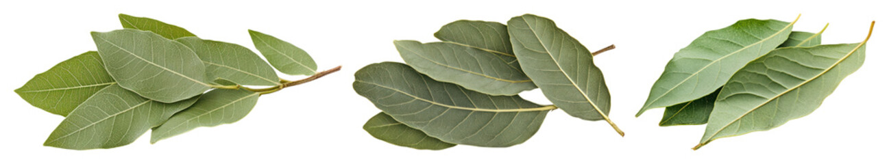 Obraz premium PNG Fresh aromatic bay leaves trio, element set on transparent background