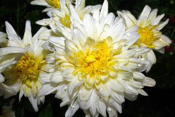close up of white chrysanthemum