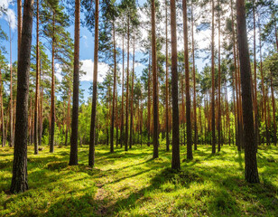 Fototapeta premium Sunlit Pine Forest: Tall Trees and Green Ground Cover Under a Bright Blue Sky