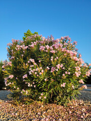 Drought tolerant pink Oleander shrub or Nerium Petite Oleander with gentle flowers in xeriscaping lit by early morning first rays of Sun, Phoenix, Arizona