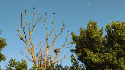 Crows on a Bare Tree with Moon in Daytime Sky
