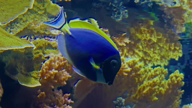 Brightly colored exotic fish swim between corals on the seabed