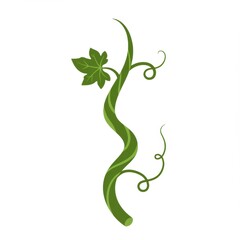 Green Vine with Leaf on White Background