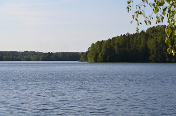 Trees on the shore of the lake. Summer day near a forest lake. Trees with long curved branches grow on the shore. Behind them is the blue expanse of water and a dense forest on the other side.