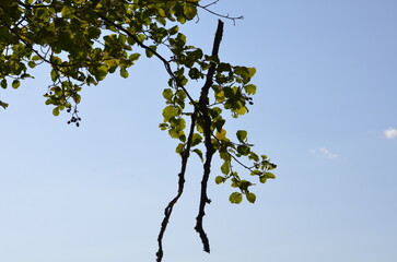 A dried tree branch. A long dried branch broke off from a tree and fell down. On the way, it got stuck in the branches of another tree. Now it hangs among the green foliage against of a light blue sky