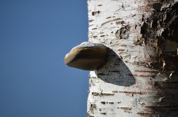 Tree mushroom. A parasitic mushroom has grown on a thick white birch trunk. It has a semicircular shape, a white top and a dark brown bottom. The mushroom grows horizontally on a vertical tree trunk.