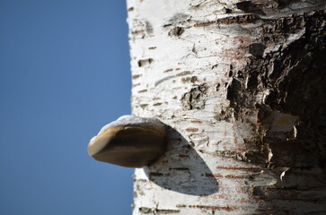 Tree mushroom. A parasitic mushroom has grown on a thick white birch trunk. It has a semicircular shape, a white top and a dark brown bottom. The mushroom grows horizontally on a vertical tree trunk.