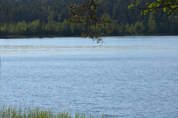 Forest lake under the clouds. On a sunny summer day, small cirrus clouds hang in the light blue sky. Below them is a lake with blue transparent water. A coniferous forest grows on the shore of lake.