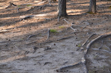 Pine roots on a forest road. Water and wind washed away part of the earth, exposing the long curved roots of the tree. The roots grow in different directions intertwining with each other.