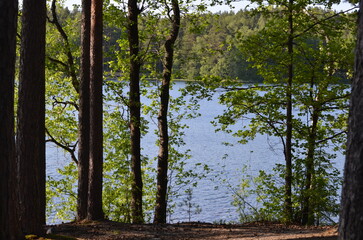 Trees on the shore of the lake. Summer day near a forest lake. Trees with long curved branches grow on the shore. Behind them is the blue expanse of water and a dense forest on the other side.