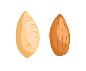 Almond nuts vector illustration isolated on white background. Whole Almond and almond pieces fruit with almond shell