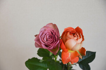 紫とオレンジのばら