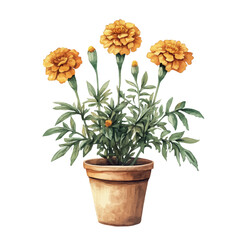 A Marigold Plant, watercolor painting vector, high quality, isolated on a white background.