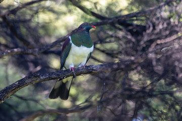 A native New Zealand Pigeon (Kereru) perches on a branch in its natural forest habitat in New Zealand. Tawharanui, Warkworth, Auckland, New Zealand
