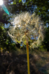 Close-up of a dandelion seed head glowing in warm sunlight