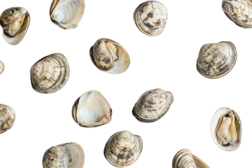 Scattered seashells, light brown hues, against black ground