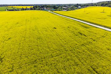 Country road through colorful rapeseed fields, aerial view