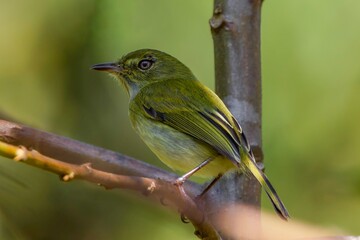 Hangnest Tody-tyrant - Hemitriccus nidipendulus