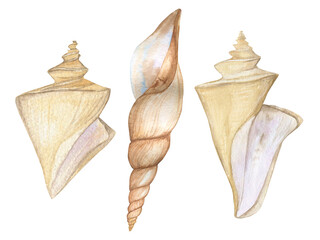 Sea shells a set of beige seashells. watercolor pattern. 