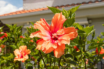 Hibiscus rosa-sinensis, commonly known as China rose, cayenne, poppy, hibiscus, among other names,...