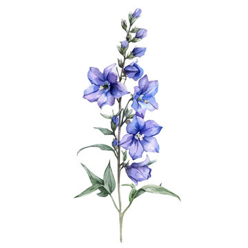 watercolor vector of A Larkspur Stem, high quality, isolated on a white background.