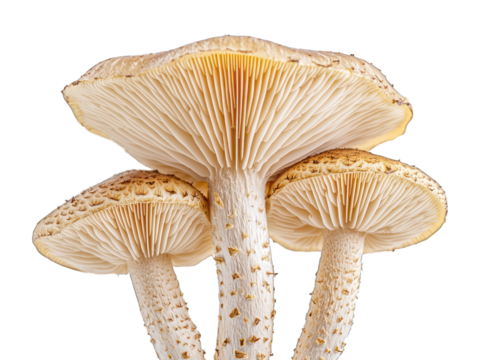 Three mushrooms, gills exposed, on black backdrop