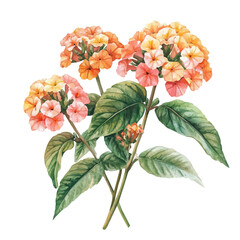 A Lantana Plant, watercolor vector, high quality, isolated on a white background.