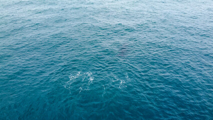 incredible humpback whale in the south atlantic ocean