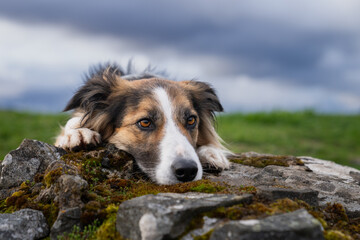 Close up photo of a tri-color border collie