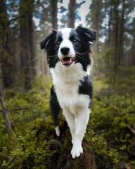 Border collie portrait on a mossy log