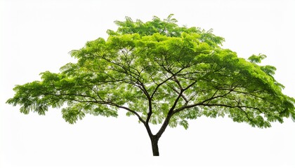 Obraz premium tree branch with green leaf isolated for object and retouch design