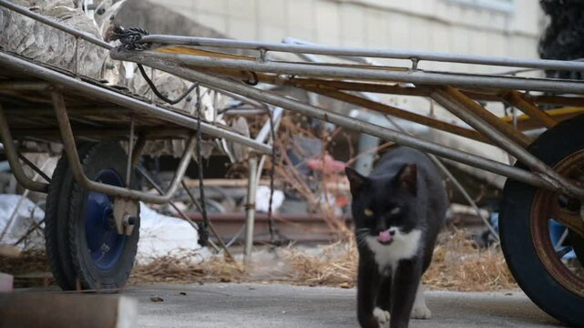 頭島の猫 （岡山県備前市, 2025年1月）