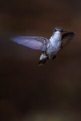 Telephoto shot of a flying hummingbird.
