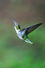 hummingbird in flight © Jeiel