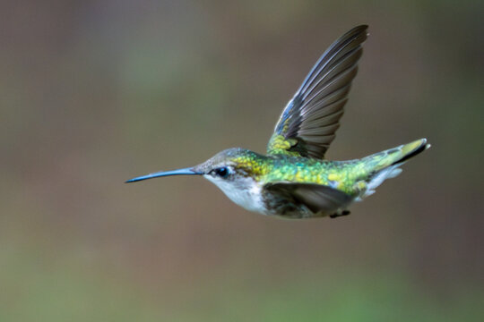 Isolated flying ruby throated hummingbird.