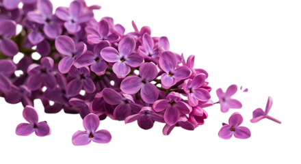 Beautiful lilac blossoms cluster isolated on white background