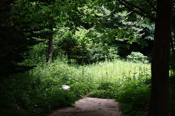 Obraz premium Forest Path
