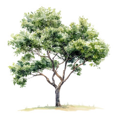 watercolor of A Ironwood Tree, vector high quality, isolated on a white background.