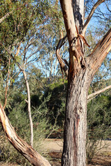 textured bark of eucalyptus trees in australian bushland