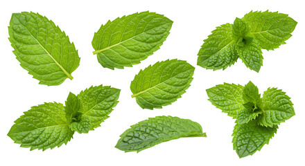 Collection of fresh green mint leaves isolated on white background
