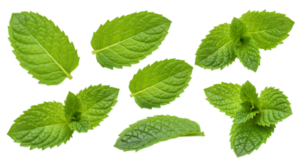 Collection of fresh green mint leaves isolated on white background